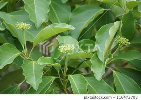 The buds of the Japanese quince, 202 years old 116472798