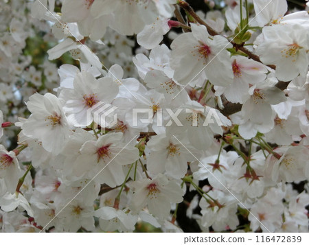 Cherry Blossoms	 116472839