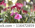 Landscape with flowers 116472859