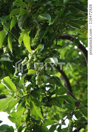 Magnolia fruit - 2024 116472926