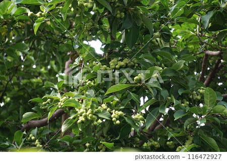 Magnolia fruit - 2024 116472927