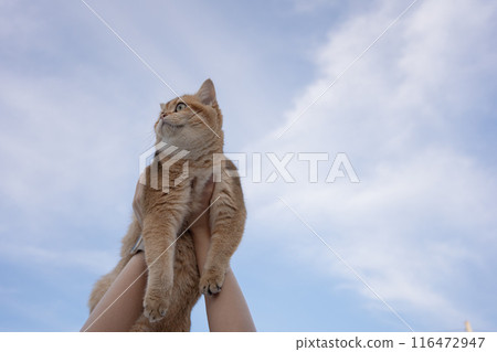 people and pet concept with woman hold her pet and cloudy sky background 116472947