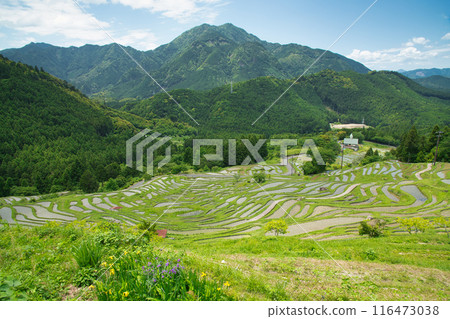 Maruyama Senhada [Kiwa-cho, Kumano City, Mie Prefecture] 116473038