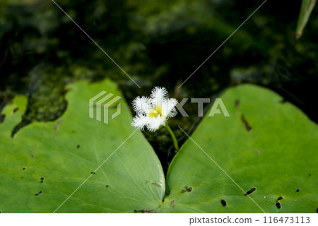 金銀蓮花/鏡子蓋(gabuta) 金銀蓮花/鏡子蓋(gabuta) 116473113