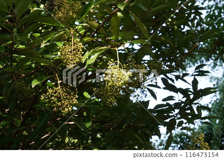 Fruit of the Coral Tree - 2024 Fruit of the Coral Tree - 2024 116473154