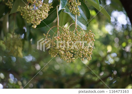 Fruit of the Coral Tree - 2024 116473163