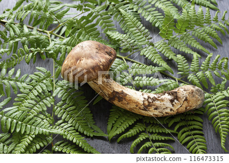 Autumn taste, matsutake mushrooms Autumn taste, matsutake mushrooms 116473315