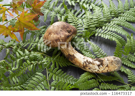 秋天的味道,松茸 秋天的味道,松茸 116473317