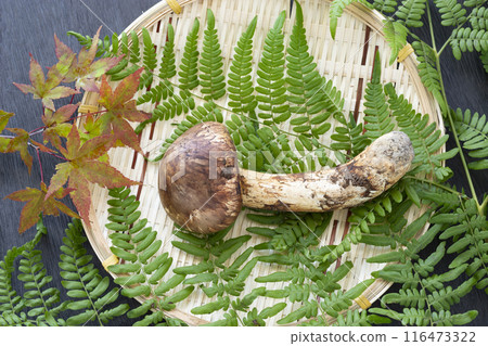 Autumn taste, matsutake mushrooms 116473322