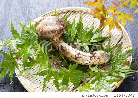 Autumn taste, matsutake mushrooms Autumn taste, matsutake mushrooms 116473348