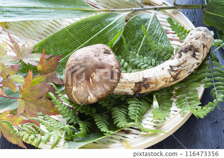 Autumn taste, matsutake mushrooms 116473356