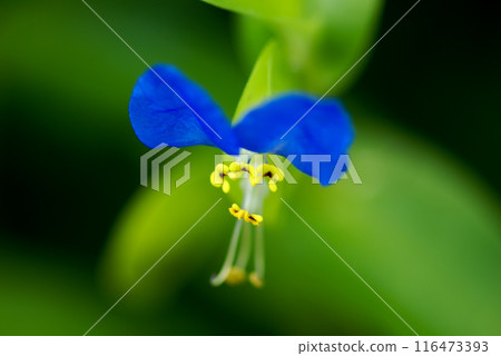 露草 露草 116473393