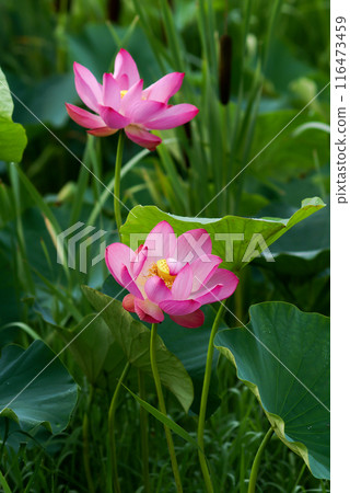 The red lotus at Fukushimagata and Yugata Square The red lotus at Fukushimagata and Yugata Square 116473459