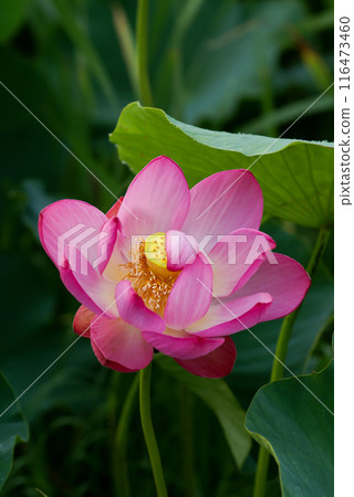 The red lotus at Fukushimagata and Yugata Square The red lotus at Fukushimagata and Yugata Square 116473460