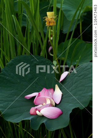 福島潟湖和湯方廣場的紅花飄落 116473463