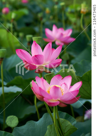 福島縣和湯方廣場的紅蓮花 福島縣和湯方廣場的紅蓮花 116473465