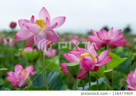 福島縣和湯方廣場的紅蓮花 福島縣和湯方廣場的紅蓮花 116473469