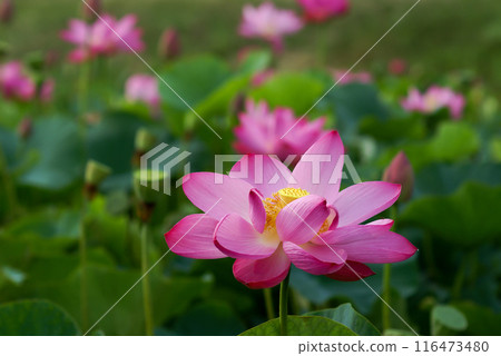 The red lotus at Fukushimagata and Yugata Square 116473480