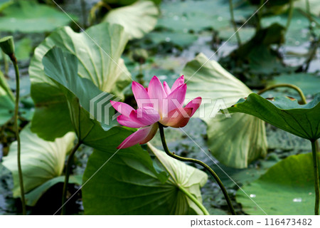 The red lotus at Fukushimagata and Yugata Square The red lotus at Fukushimagata and Yugata Square 116473482