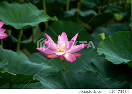 福島縣和湯方廣場的紅蓮花 福島縣和湯方廣場的紅蓮花 116473484