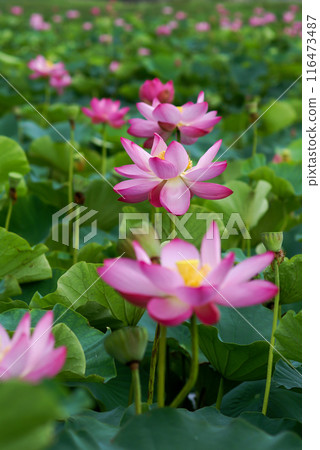 福島縣和湯方廣場的紅蓮花 福島縣和湯方廣場的紅蓮花 116473487