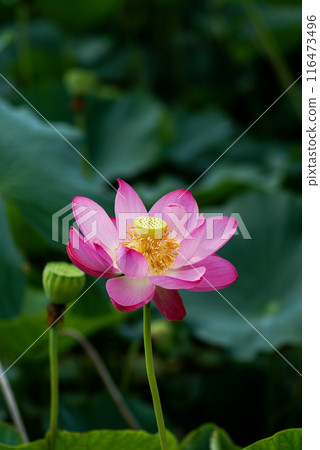 The red lotus at Fukushimagata and Yugata Square The red lotus at Fukushimagata and Yugata Square 116473496