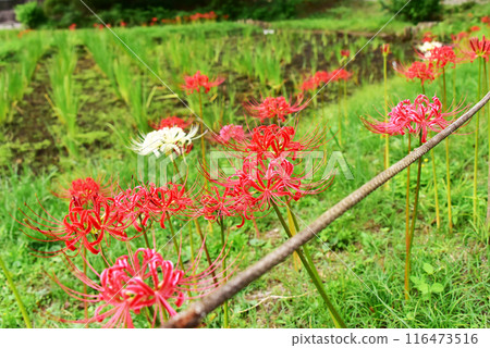 Cluster amaryllis 116473516