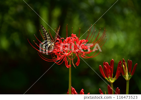 Cluster amaryllis 116473523