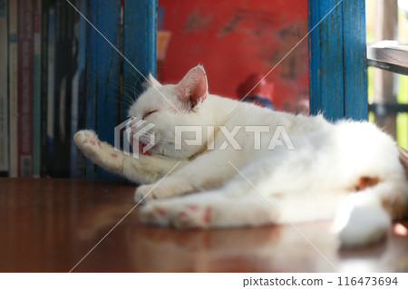 A cat is using its tongue to clean itself. A cat is using its tongue to clean itself. 116473694