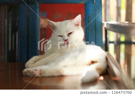 A cat is using its tongue to clean itself. 116473700