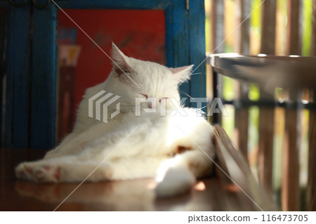 A cat is using its tongue to clean itself. 116473705
