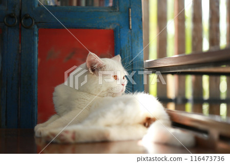 A cat is using its tongue to clean itself. 116473736