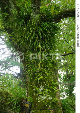 Lepisorus thunbergii on the bark of camphor tree: cluster Lepisorus thunbergii on the bark of camphor tree: cluster 116473797