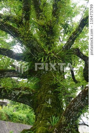 Lepisorus thunbergii on the bark of camphor tree: cluster Lepisorus thunbergii on the bark of camphor tree: cluster 116473799