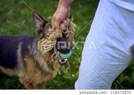 man playing with dog, tug toy, chew toy 116473870