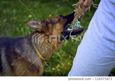 man playing with dog, tug toy, chew toy 116473871