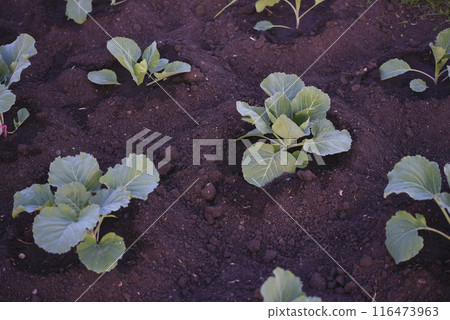 Cabbage seedlings in the spring into the ground. Vegetable seedlings in spring. 116473963