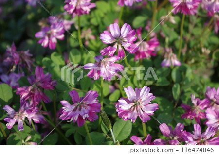 Milk vetch flowers blooming in the countryside Milk vetch flowers blooming in the countryside 116474046
