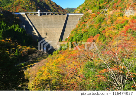 [Hyogo Prefecture] Hase Dam and autumn leaves on a clear day 116474057