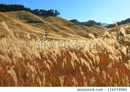 [Hyogo Prefecture] Japanese silver grass on the Tonomine Plateau on a clear day 116474060