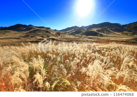 [Hyogo Prefecture] Japanese silver grass on the Tonomine Plateau on a clear day 116474068