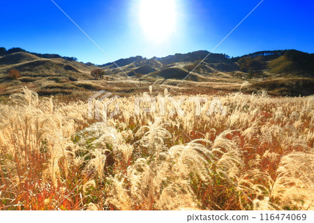 [Hyogo Prefecture] Japanese silver grass on the Tonomine Plateau on a clear day 116474069