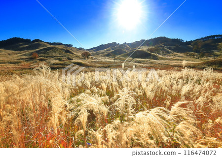 [Hyogo Prefecture] Japanese silver grass on the Tonomine Plateau on a clear day 116474072