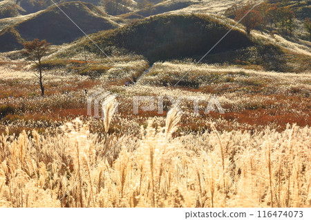 [Hyogo Prefecture] Japanese silver grass on the Tonomine Plateau on a clear day 116474073