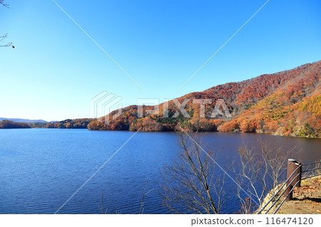 裡磐梯小野川湖的秋葉 116474120