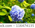 為雨季增添色彩的繡球花 116474135