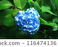 裝飾雨季的心型繡球花 116474136