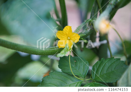 黃瓜花在風中搖曳 黃瓜花在風中搖曳 116474153