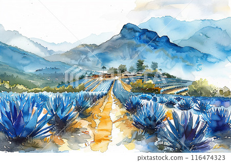 Watercolor illustration of blue agave farm Watercolor illustration of blue agave farm 116474323