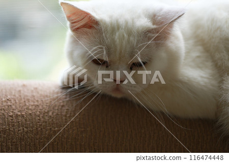 White cat resting on the sofa 116474448